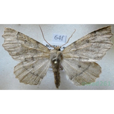 Odontopera bidentata (Clerck, 1759) male Ciośnik dwuzębiak Czech64f